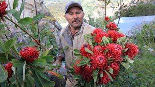 Protea farms-my journey to San Diego County in search of leucospermum, leucadendron, protea.