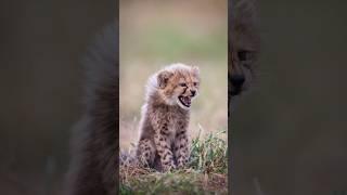 The Story of Cheetah Cub Mohawks!  Their Playful World Revealed  #wildlife #animalfacts #cheetah