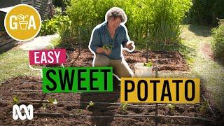 Bumper Crop to Plant NOW | Growing Fruit and Vegies | Gardening Australia