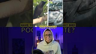 Why is Bird Poop White?