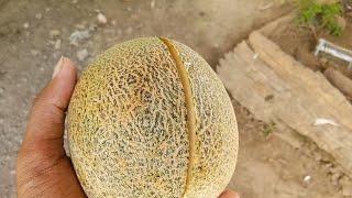 Backyard Gardening | Melon Harvest | Papskang