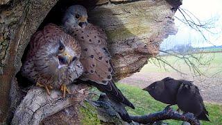 Kestrel v Jackdaw: Long Fight for Nest Site | Apollo & Athena | Robert E Fuller