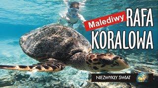 Niezwykly Swiat 4K - Malediwy - Rafa koralowa - Żółwie cz 1