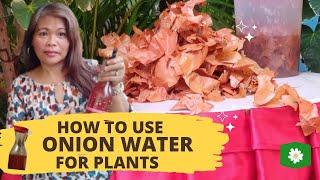 HOW TO USE ONION PEEL AS FERTILIZER FOR PLANTS