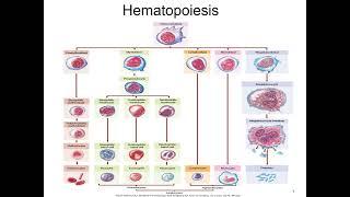 Chapter 10  Blood and Circulatory System Disorders revised