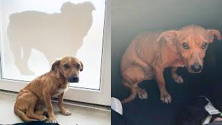 When a Starving Scared Homeless Dog Meets the Right People