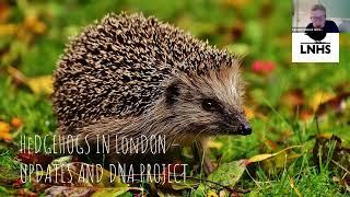 Hedgehogs in London - Latest Updates and DNA Project