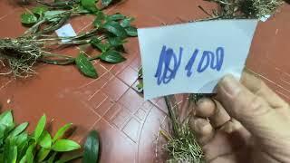 LAN RỪNG KON TUM 5/4/2025 LH 0973821799
