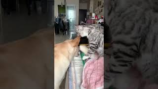 Cat vs Dog Who Wins? #fyp #foryou #cat #dog