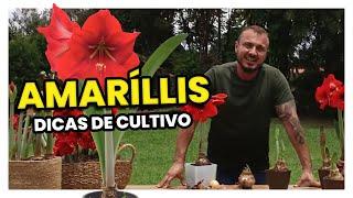 AMARÍLLIS | DICAS DE CULTIVO