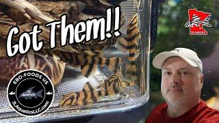 Amazing NEW RARE Plecos and EBO Food