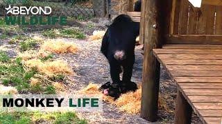 S2E14 | Naughty Sheamus Is Out Of Control | Monkey Life | Beyond Wildlife