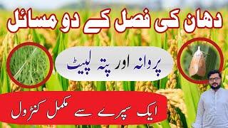 How To Control Rice Leaf Folder & Stem Borer Moth Effectively || Agrarian Amin Lodhi