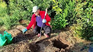 How to Plant a Seedling I How to Plant Leylandii I Mulching I Garden Arrangement