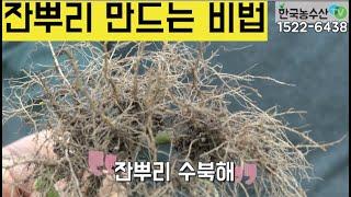 [한국농수산TV] 잔뿌리 많이 만들기 비법공개~ 잔뿌리가 많아야 건강한 작물!! 경남 밀양~