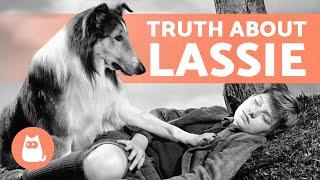 The TRUTH About the First DOG to Play LASSIE  (Pal)