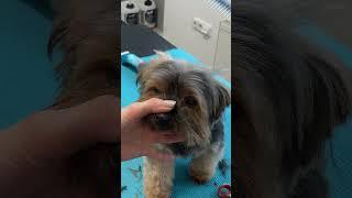 How to trim Yorkie face