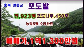 물번.172번) 경치가 환상적인 곳 포도나무 밭 923평 매매합니다 대형저수지 붙어 있습니다 포도나무450주,전기,농막(수리완료) 물 시멘트포장도로접,매매가,1억1.300만원에~