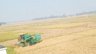 Harvest Rice|धान काट्ने मेसिन। Rajbanshi look