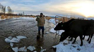 Another Week Winter Grazing Our Cows, And A First For Our Channel!