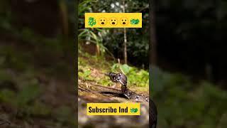 Snake dayz  #shorts #viral #firstshortvideo #youtube