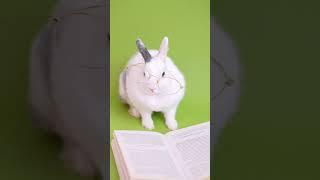 A Cute Funny Rabbit is Reading A Book #Funny #entertainment #viralshorts