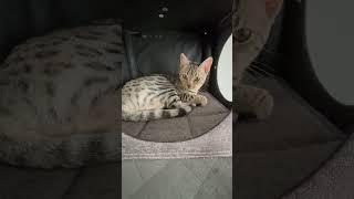 Are you taking a picture of me? #cute #cat#bengal