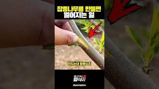 40가지 열매가 열리는 나무