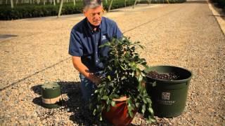 How to Plant Camellias in Pots : Garden Savvy