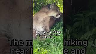 This man helps a puma and gets the sweetest surprise ️
