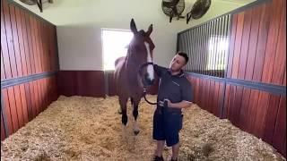 At Home with Glenbeigh Farm | A Day in the Life of Armik | Show Jumping Training Tips