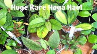 Huge Rare Hoya Haul - Gardino Nursery/Edison Ford Fall Garden Festival