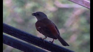 Northern grey-headed sparrow - Rosie's Pan - africam - explore.org