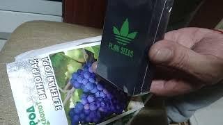 Распаковка семян каннабиса Afghan original от PLAN SEEDS