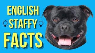 Staffordshire Bull Terrier Top 10 Facts (English Staffy)