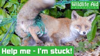 Fox gets hopelessly tangled in garden netting! - Animal rescue