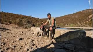 caccia al cinghiale con setter inglese Sardegna