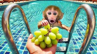 BonBon Macaquinho Nada Para Se Refrescar No Calor Do Verão E Come Uvas - BonBon Em Português