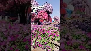 World's Largest Natural Flower Garden @Dubai Miracle Garden