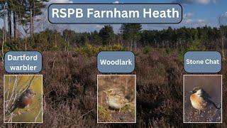 RSPB Farnham Heath – Heidelerche, Schwarzkehlchen und Dartford-Grasmücke