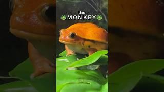 THE MONKEY! #frog #animals #funny