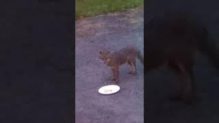 Cute Grey Fox Eating In My Grandparents’ Backyard