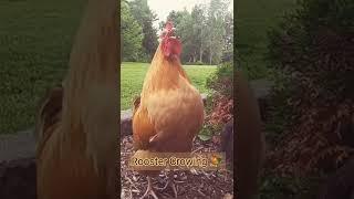 Chicken | Rooster Crowing Sound   #shorts