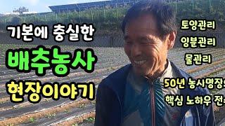 배추농사 50년이상 농사명장에게 배우는 핵심생육관리 토양 물 양분관리 기본에 충실한 현장스토리