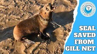 Seal Saved From Gill Net