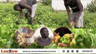 À Mboro, la culture de l'arachide et du piment se fait en dehors de la saison des pluies....