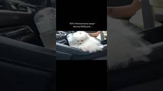  #померанскийщпиц #собака #cute #puppy #pomeranian #dog #шпиц #pets