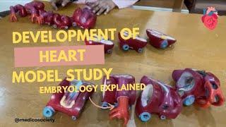 heart tube development embryology | interatrial septum development embryology | development of heart