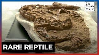 Discovery of 10-million year-old fossil in Peru redefines history of crocodile species