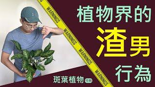 斑葉植物如何整理大公開！   ｜宅栽｜